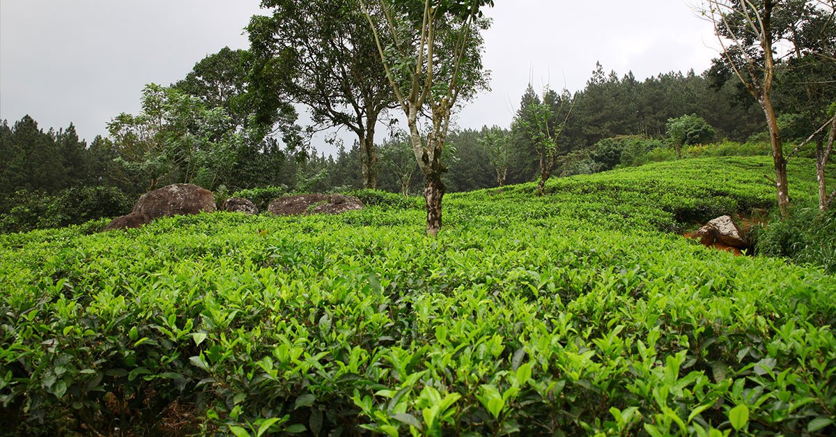 Ceylon Tea - Lovidhu