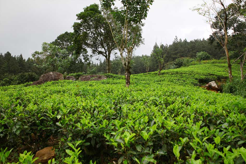 Ceylon Tea