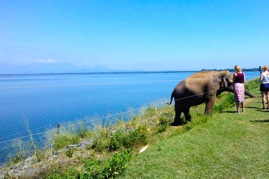 The world-famous elephant, his name is Rambo who swam the lake to the edge and enjoying the food.