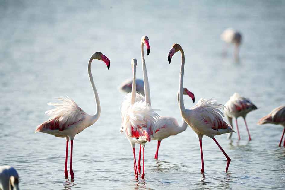 Marine National Parks in Sri Lanka