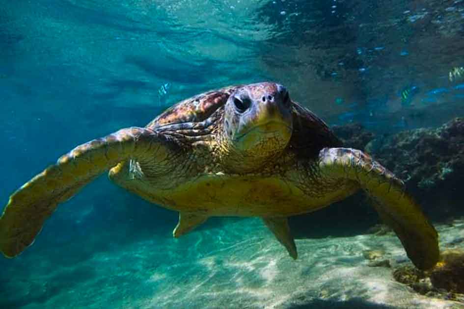 Marine National Parks in Sri Lanka