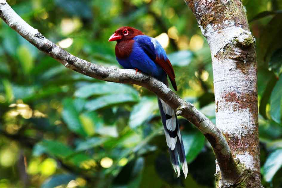 Sri Lanka Blue Magpie